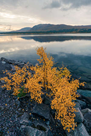 Vertical shot of a small yellow bush on stony lake shore with mountain in the background. Early morning in Swedish arctic in Kebnats, Stora Sjofallet national park.の写真素材