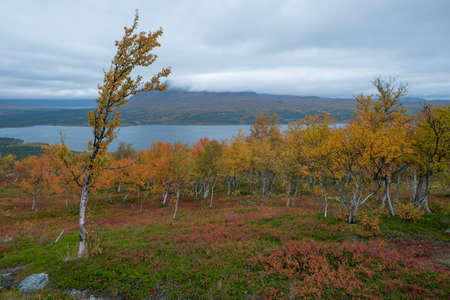 Small birch forest in autumn colors with a lake and mountain in the background on a cloudy day. Hiking in remote arctic wilderness of Stora Sjoffalet National Park, Sweden.の写真素材