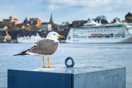 Stockholm, Sweden - 04.15.2017: Yellow-legged gull, Larus michahellis, sitting on a pillar with city skyline of Stockholm in the background.のeditorial素材
