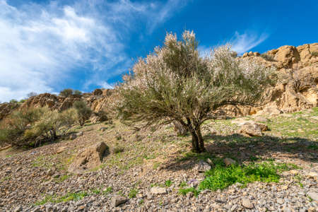 Small wild blossoming tree in Iranian desert in the time of spring. Rural area of Fars Province, Iran. Iranian country side.の写真素材