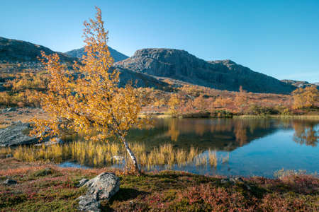 Beautiful, vivid autumn colors in remote arctic landscape. Wild nature of Stora Sjofallet national park, Sweden. Remote wilderness on sunny autumn day. Yellow and orange colors in nature.の写真素材