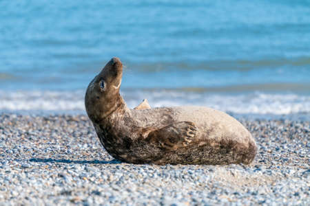 Grey seals, Halichoerus grypus, lying down on a beach of Dune island in Northern sea, Germany. Funny animals on a beautiful sunny day of winter. Wildlife of the north.の写真素材