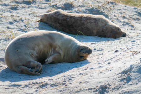 Grey seals, Halichoerus grypus, lying down on a beach of Dune island in Northern sea, Germany. Funny animals on a beautiful sunny day of winter. Wildlife of the north.の写真素材