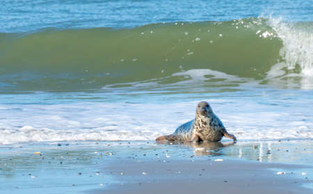 Grey seals, Halichoerus grypus, lying down on a beach of Dune island in Northern sea, Germany. Funny animals on a beautiful sunny day of winter. Wildlife of the north.の写真素材