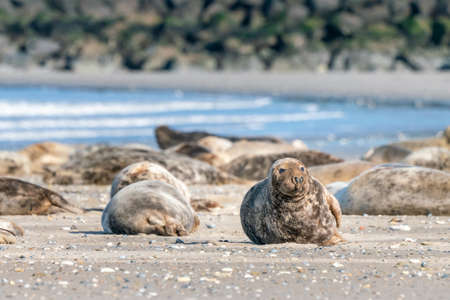Grey seals, Halichoerus grypus, lying down on a beach of Dune island in Northern sea, Germany. Funny animals on a beautiful sunny day of winter. Wildlife of the north.の写真素材