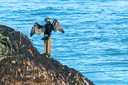 Great cormorant, Phalacrocorax carbo, dries its wings sitting on a boulder with blue sea water in the background. Island of Heligoland, Germany. Shore birds of the north. Northern wildlife.の写真素材