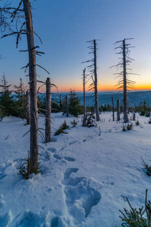 Winter sunset at the mountain slope with dead trees and lots of snow. Remote natural reserve Smrk in Beskid mountains, Czech Republic. Beautiful sunset in western Carpathians.の写真素材