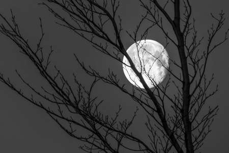 Black and white shot of full moon behind branches of leaf less tree. Concept for drama, terror of the night, sleep walking, psychological problems, horror, depression and anxiety.の写真素材
