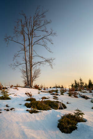 Golden hour in the mountains with snow melting around leaf less trees with clear blue sky. Very cold day of early spring in the Beskid mouintains, Czech Republic. Nature of western Carpathians.の写真素材