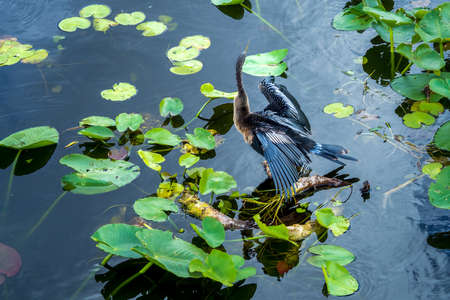 Anhinga anhinga, sometimes called snakebird, darter, American darter, or water turkey, dries its wings sitting on a branch close to water surface in Everglades National Park, Florida, USA.の写真素材