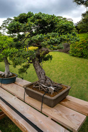 Tokyo, Japan - 05.13.2019: Very old bonsai trees on a wooden desk outdoors in Happo-en garden on a cloudy day of spring. Hundreds of years old bonsai.の写真素材