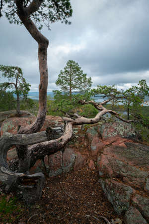 Crooked pines and Baltic sea, gulf of Bothnia, from the top of the rock in Skuleskogen national...