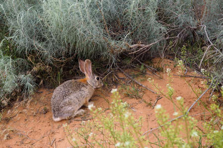 Black-tailed jackrabbit, Lepus californicus, in the bushes of Arches National Park, Utah, USA. Wild desert animal of American southwest in its natural habitat.の写真素材