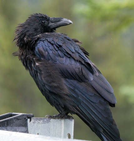 Detail shot of big raven with rgeen background in Canadian Rockies. Corvus Corax in Jasper National...