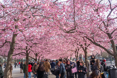 Stockholm, Sweden - 04.16.2017: People walking under blooming cherry blossoms in old Kungstradgarden public park in Stockholm.のeditorial素材