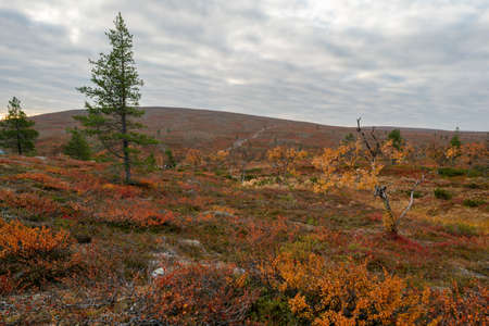 Lonely pine tree on to the trail in remote arctic landscape on a partly cloudy day of autumn. Hiking in misty Pallas Yllastunturi national park in Finnish arctic.の写真素材