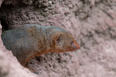 Cute common dwarf mongoose, Helogale parvula, on a sandy ground. Mongoose species native to Angola, northern Namibia, KwaZulu-Natal in South Africa, Zambia and East Africa.の写真素材