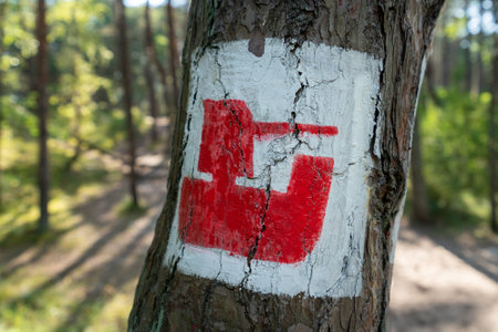 Red and white tourist sign on a pine tree in the forest on Hel peninsula, Poland. Navigation in the old military areal on the Baltic coast.の写真素材