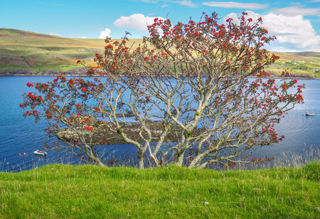 Typical green meadows and seaside of Isle of Skye, Scotland, on a sunny beautiful day of summer. Bright green and blue colors of Scottish landscape.の写真素材