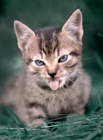 Vertical shot of playful Tabby Kitten Sticking Tongue Out in Grassの写真素材