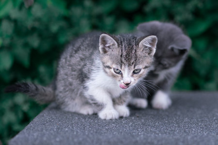 Gray Kitten on a Cement Surface with Sibling in Backgroundの写真素材