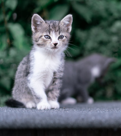 Serene Tabby Kitten Sitting on a Gray Surfaceの写真素材