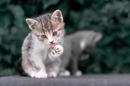 Tabby Kitten Licking Paw on Stone Surfaceの写真素材