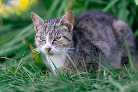 Adult Tabby Cat Resting in Green Grassの写真素材