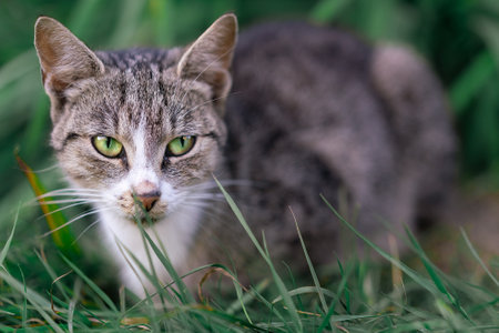 Stealthy Tabby Cat in Grassの写真素材