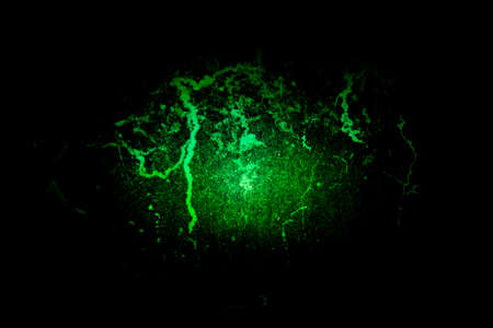 Texture green and blackの写真素材