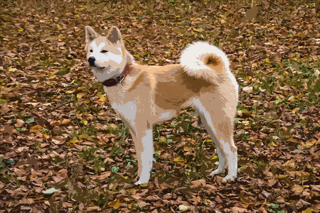 Animated dog - Akita Inuの写真素材