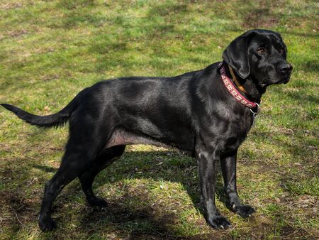 Black dog, labradorの写真素材