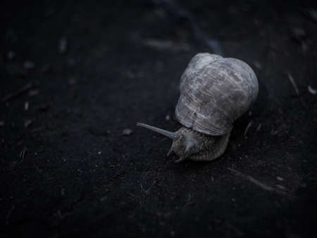 Snail on the roadの写真素材
