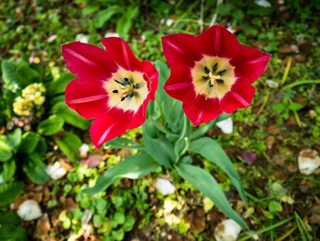 Red flowerの写真素材