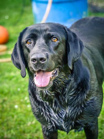 Dog portrait, black labrador.の写真素材
