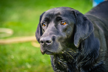 Dog portrait, black labrador.の写真素材