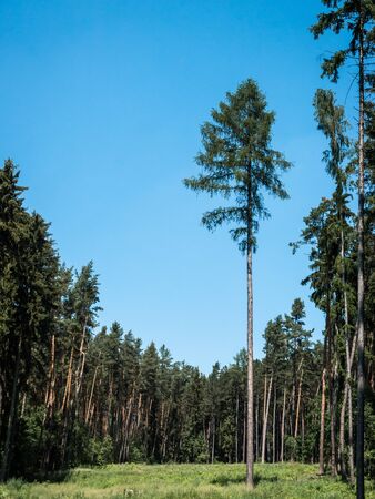 Trees in the forestの写真素材