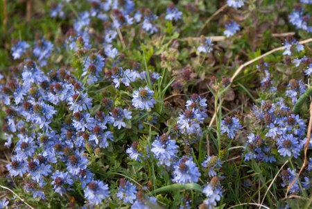 flowersの写真素材