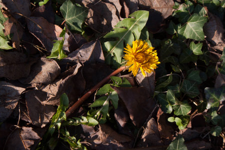 dandelionの写真素材