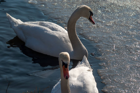 swansの写真素材