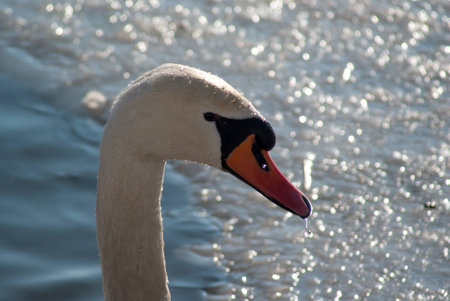 swanの写真素材