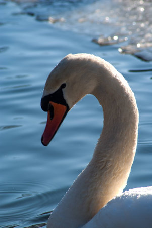 swanの写真素材