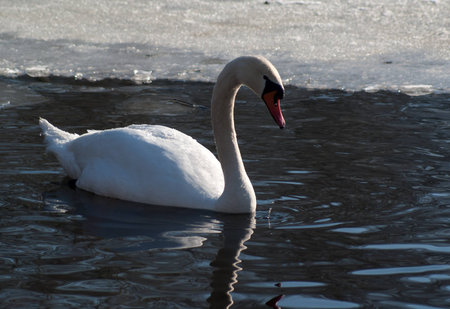 swanの写真素材
