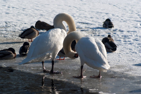 swansの写真素材