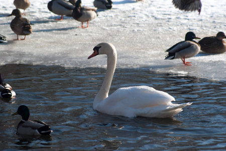 swanの写真素材