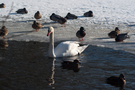 swanの写真素材