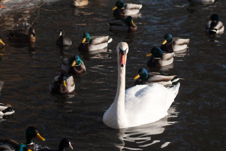swanの写真素材