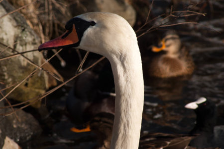 swanの写真素材
