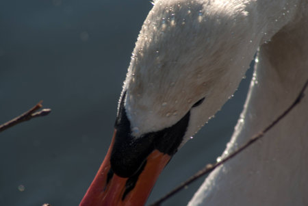 swanの写真素材