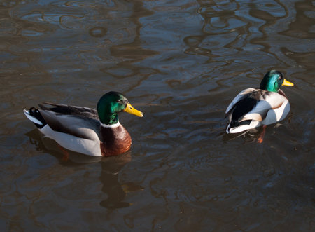 wild ducksの写真素材